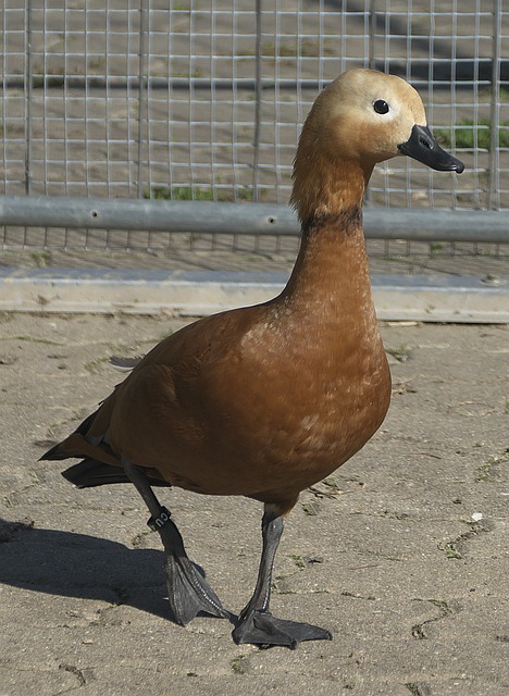 却饿断肠